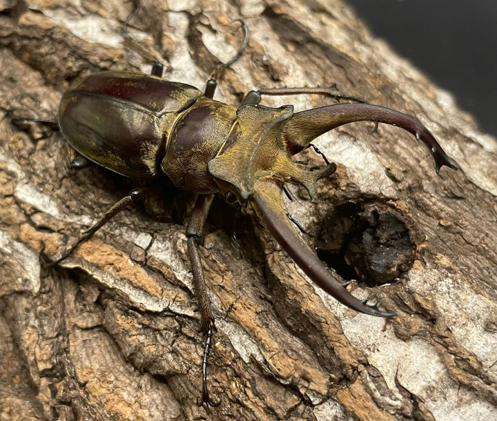 【WD】《ビクトリウスミヤマクワガタ 56mm ペア》