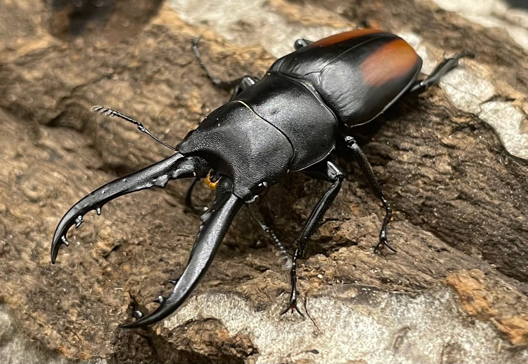 【WD】超貴重種《スピネウスノコギリクワガタ 40.5mmUP ペア》