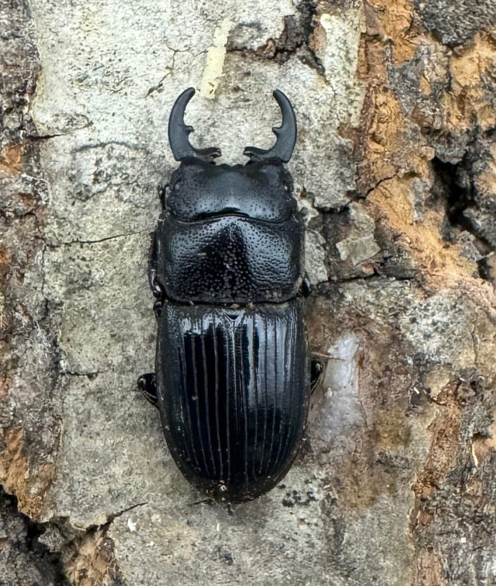 【WD】《フィリピンネブト原名亜種 Free ペア》