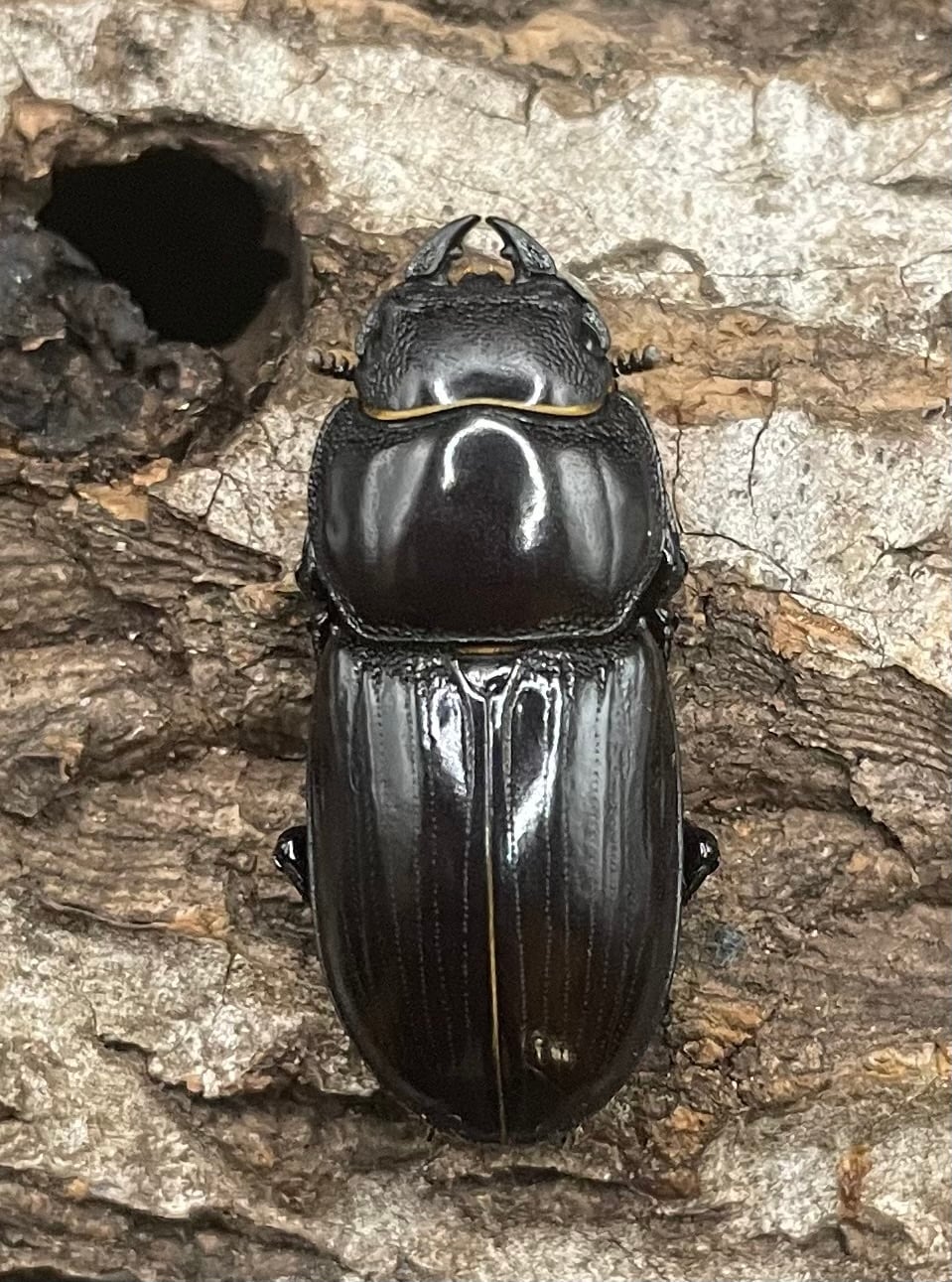 【F0】《ドルクス カツラ 25mm ペア》