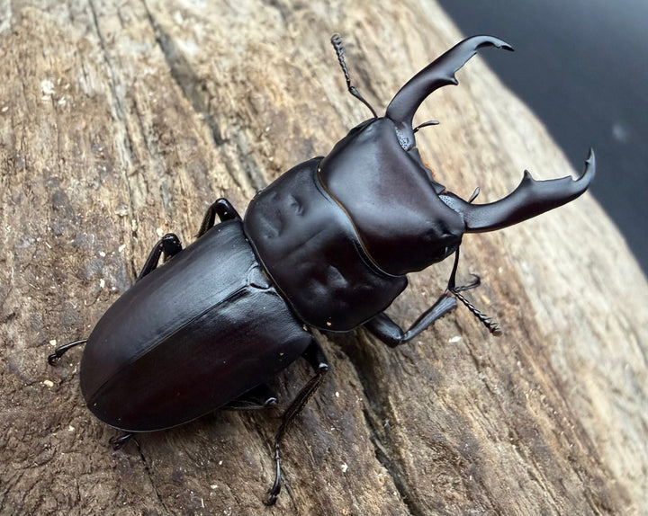 《ヤクシマスジクワガタ 38.5mm ペア》