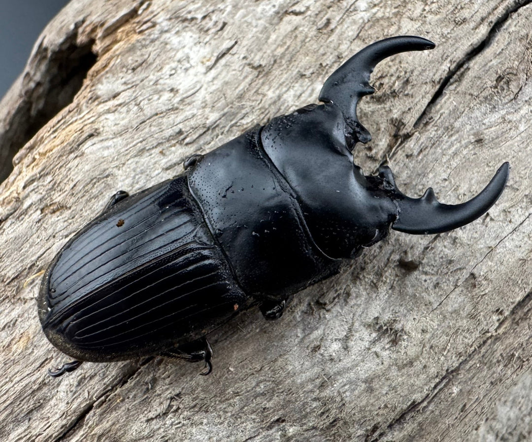 【WD】《フィリピンネブト亜種バンガイエンシス 30mm ペア》