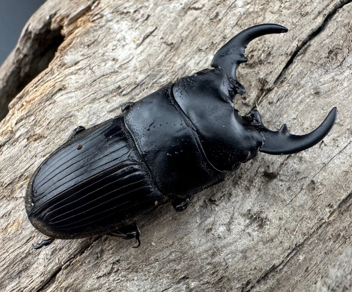 【WD】《フィリピンネブト亜種バンガイエンシス 30mm ペア》