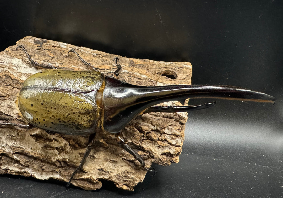 《ヘラクレス・ヘラクレス 153mm ペア》