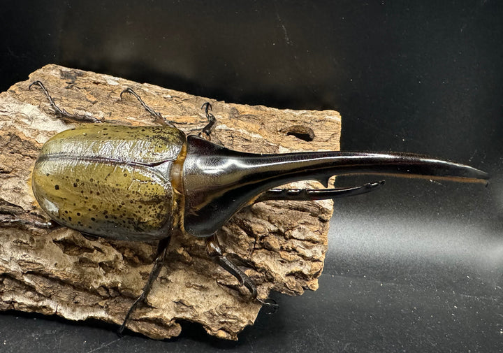 《ヘラクレス・ヘラクレス 153mm ペア》