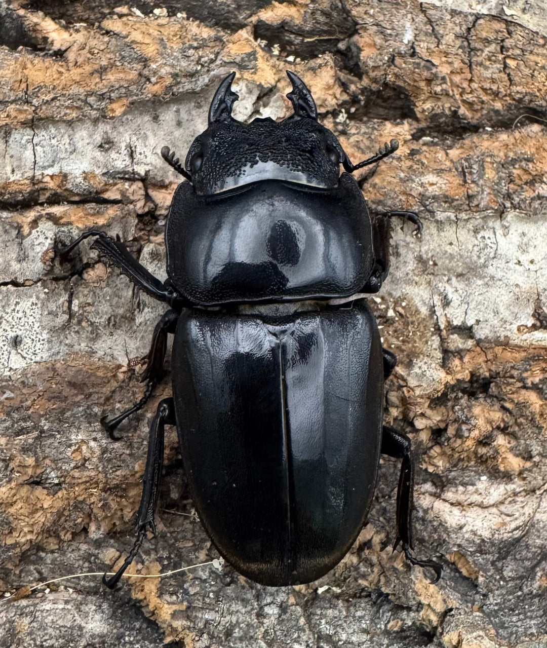 《スマトラオオヒラタ アチェ産 100mm ペア》