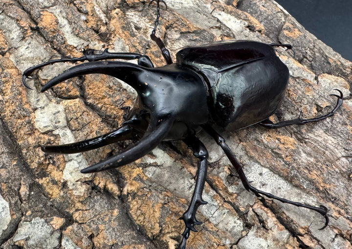 【WD】《モーレンカンプオオカブト 92.5mm ペア》