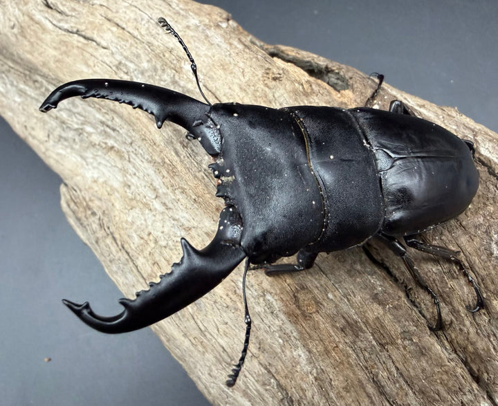 【WD】《ミンダナオヒラタ マラグサン産 83mm ペア》