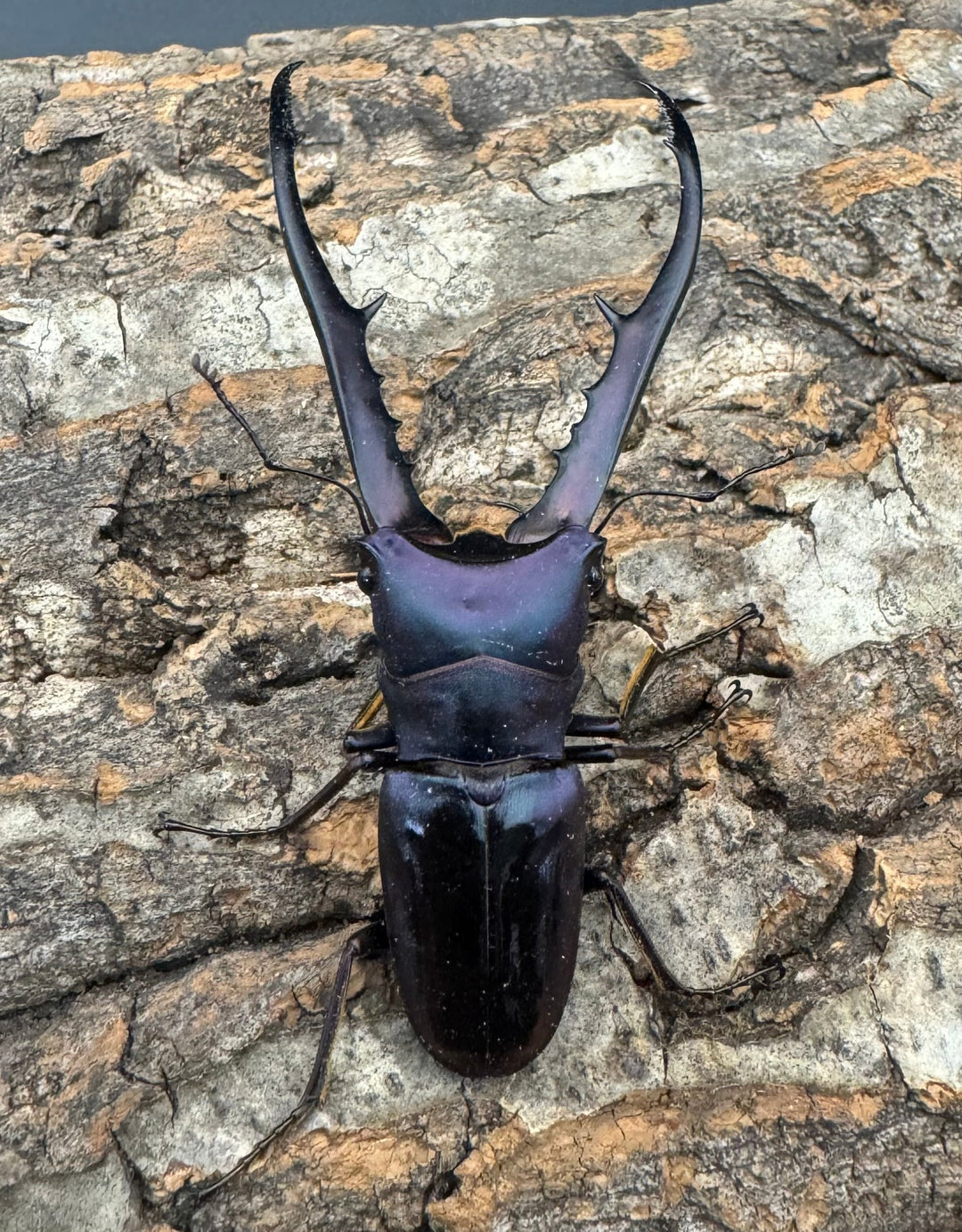 【美麗】《メタリフェルホソアカ 77mm ペア》わたくわ氏ブリード個体