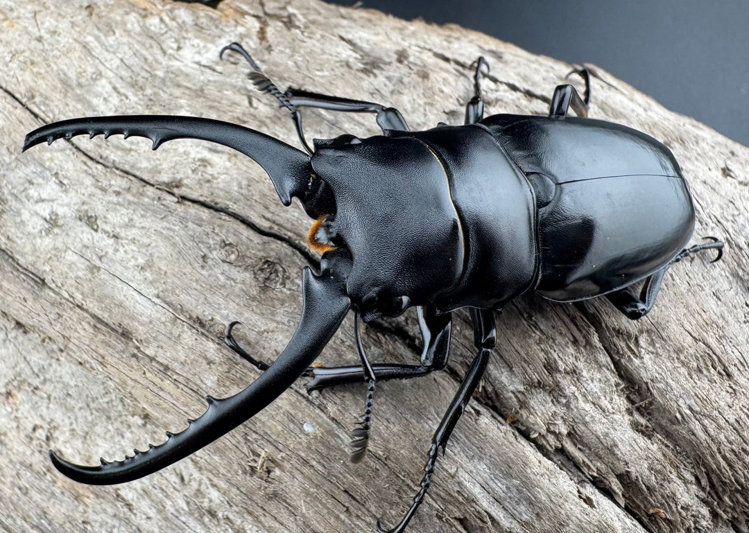 【WD】《コンフキウスノコギリ 安徽省産 66.5mm ♂♀♀トリオ》