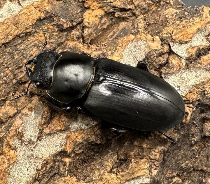 【F0】《ブラナウンコクワ 46mm ペア》