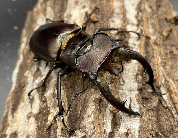 【WD】《フライミヤマクワガタ 73mm ペア》