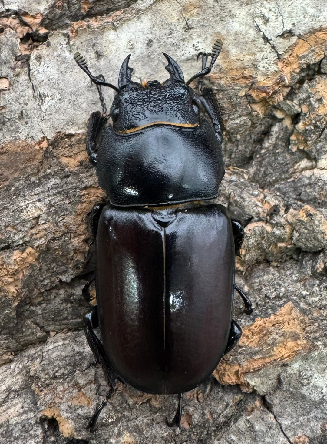 即ブリ《ダビソンフタマタ 77mm ♂♀♀♀♀セット》