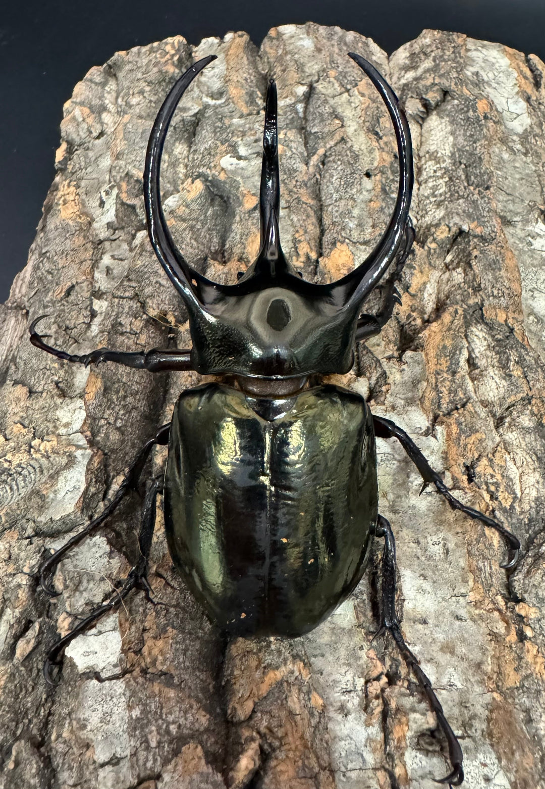 【WD】《ミンダナオアトラスオオカブト 97mm ペア》