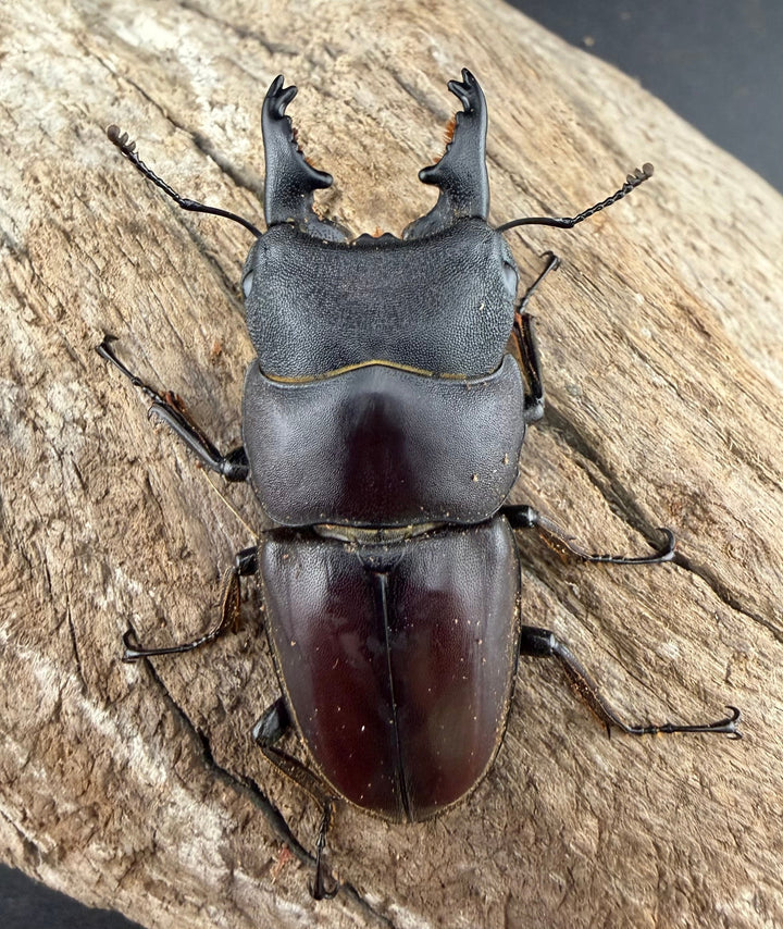 【WD】《タウルスヒラタ パラワン亜種 ロハス産 50mm ペア》