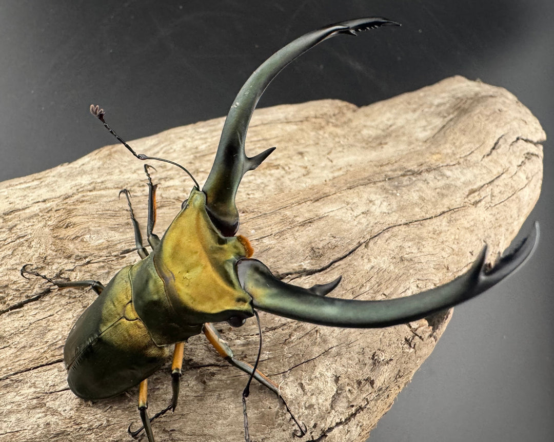 【美麗】《エラフスホソアカ 84mm ペア》セルヴォラン氏ブリード個体