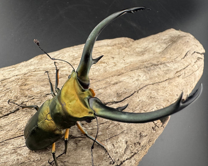 【美麗】《エラフスホソアカ 84mm ペア》セルヴォラン氏ブリード個体