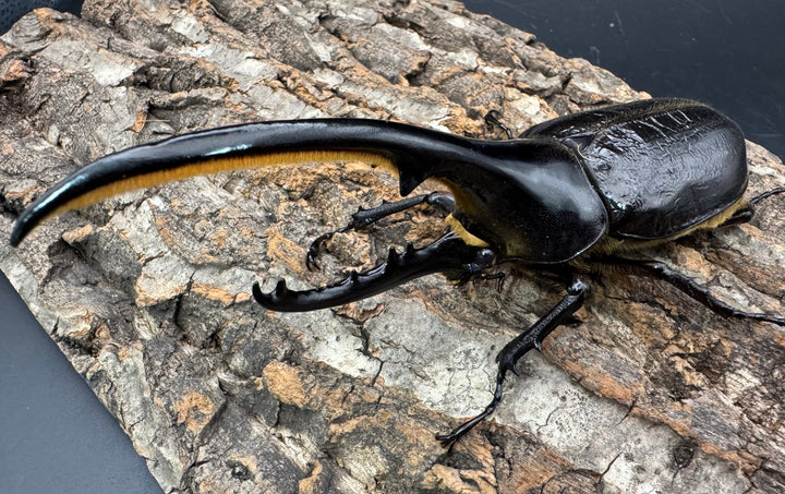 《ヘラクレス・ヘラクレス 145mm ペア》