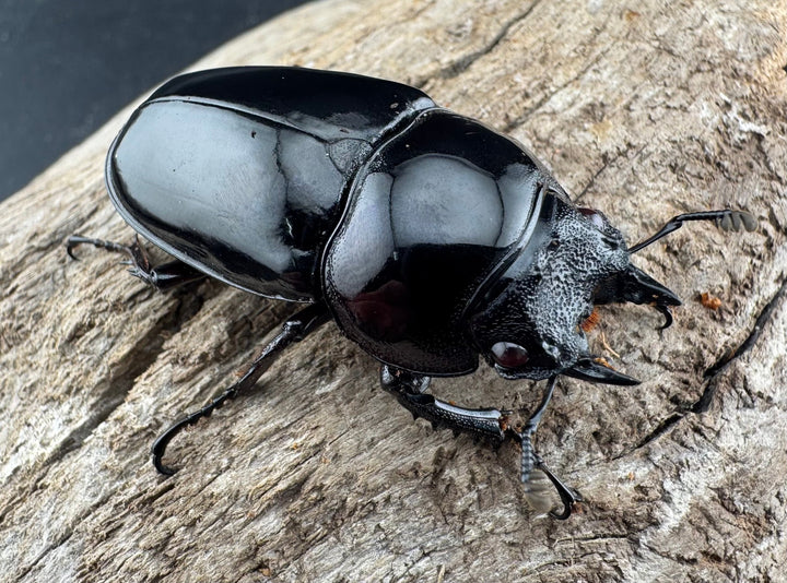 【赤目】《赤レギウスオオツヤクワガタ 魔閃紅血統 58mm ペア》inohiro109氏ブリード個体