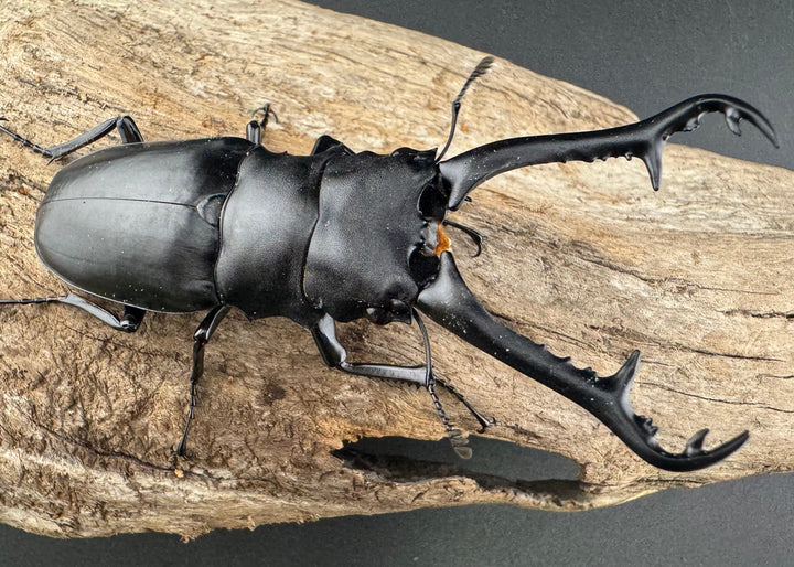 【WD】《 ギラファノコギリ原名亜種 ラオス産 90mm ペア》