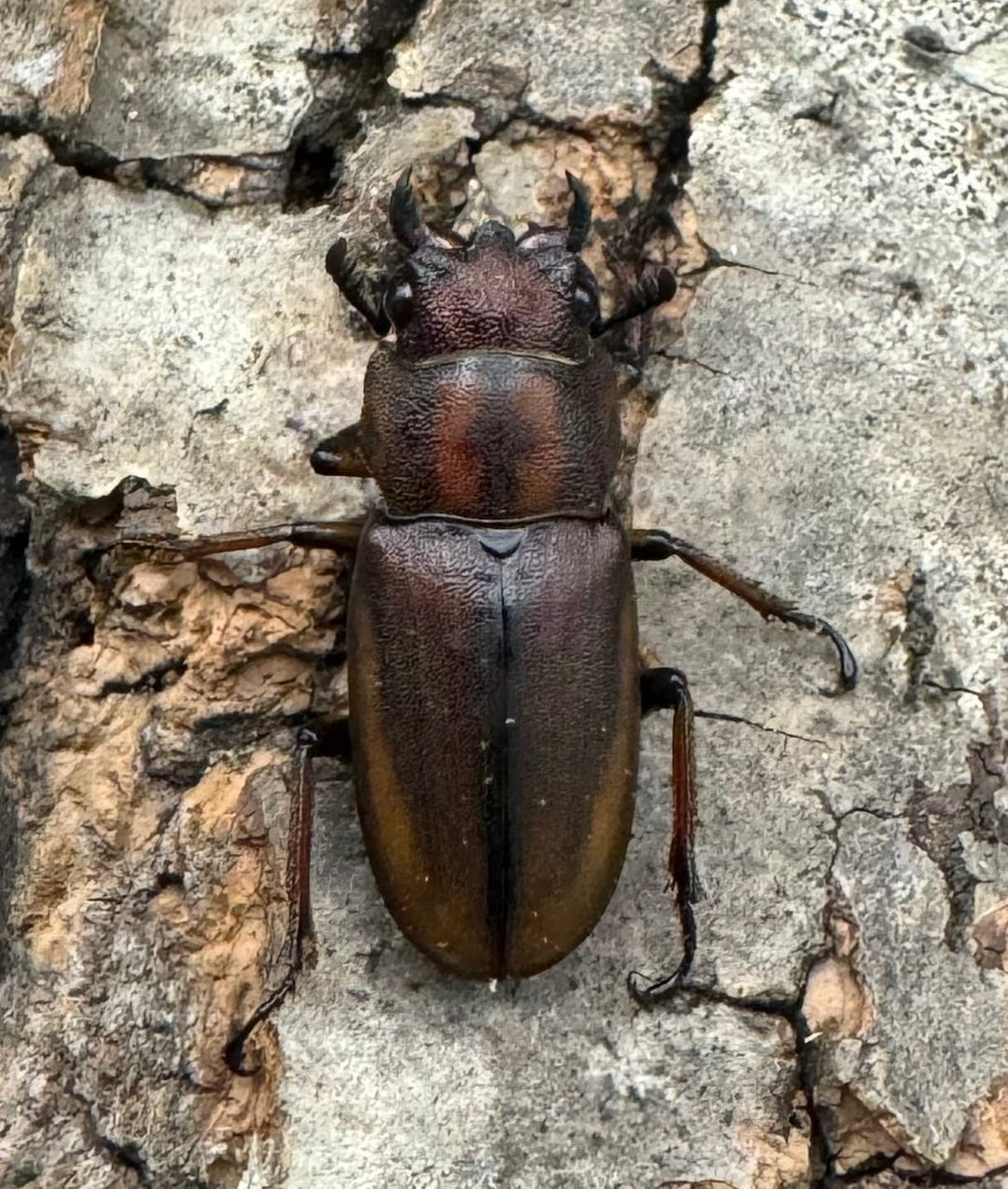 【WD】《ズベールホソアカ 51mm ペア》