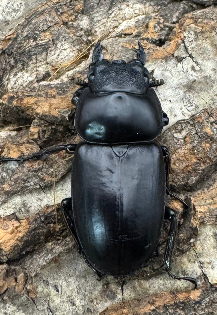 《インドアンタエウス タイガーヒル産64 mm ペア》