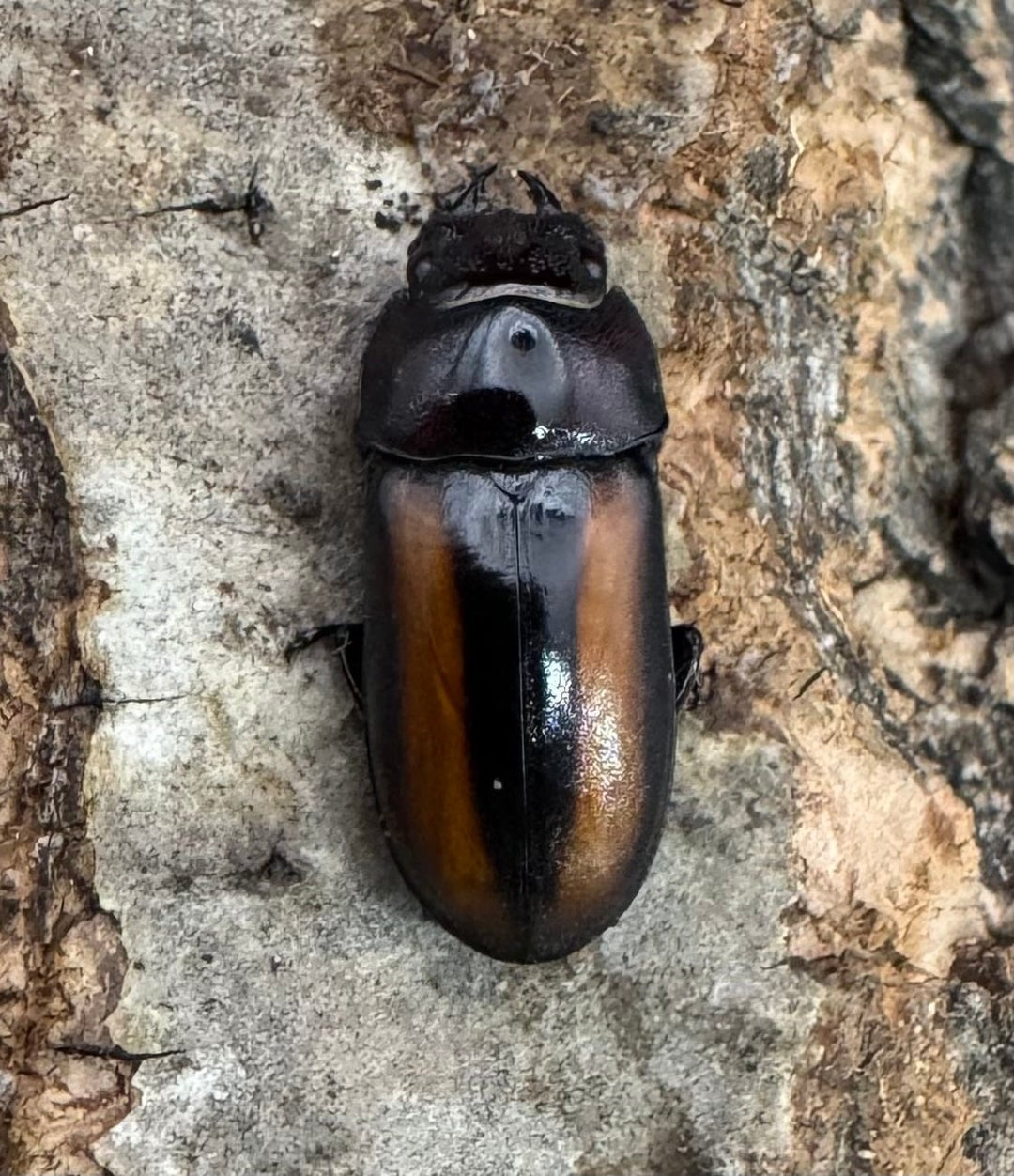 【WD】《エレガントゥルスコクワ原名亜種 Free ペア》