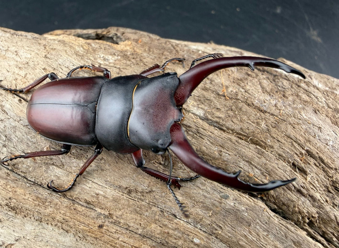 【WF2】《グラキリスノコギリヒラタクワガタ 50.5mm ペア》