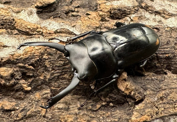 《ヒマラヤコクワ 39mm ペア＋♂おまけ》