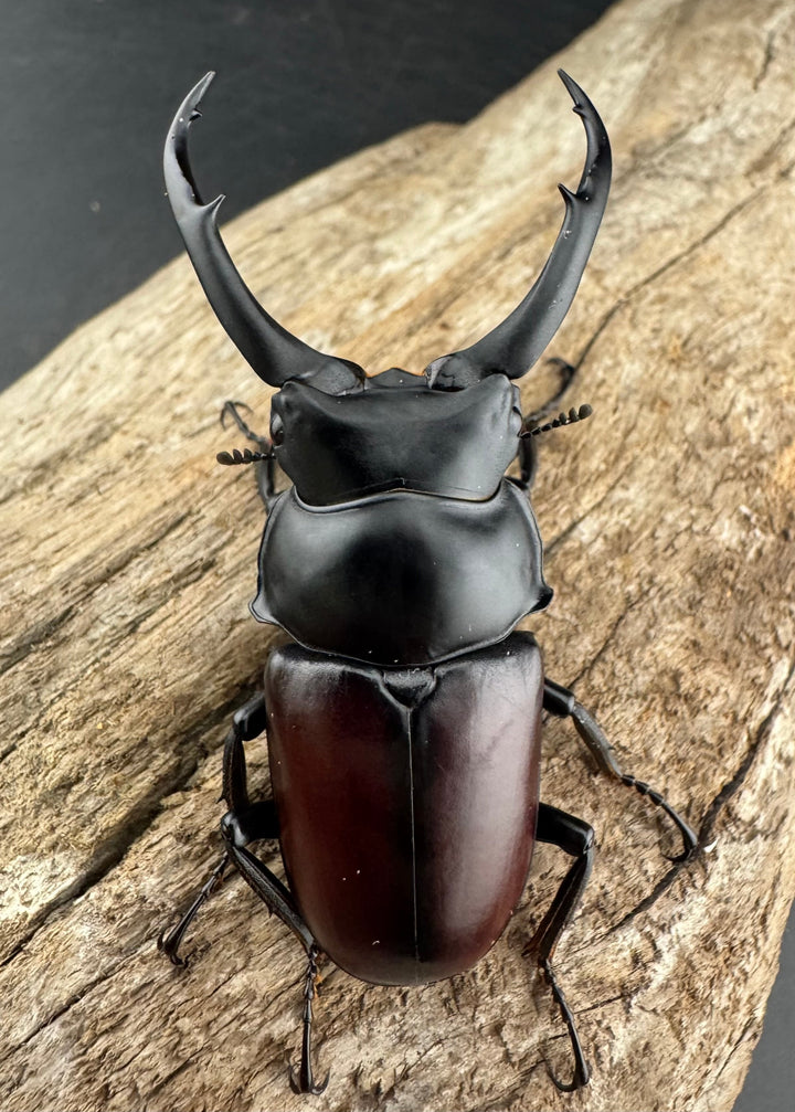 【WD】《ドンキエルコクワ原名亜種 雲南省産 65mm ♂♀♀トリオ》