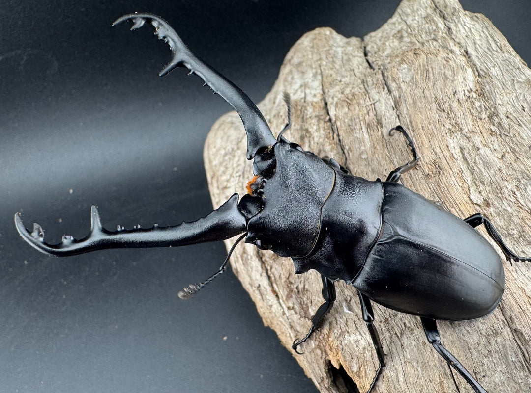 【WF2】《ギラファノコギリ亜種ケイスケ 93mm ペア》