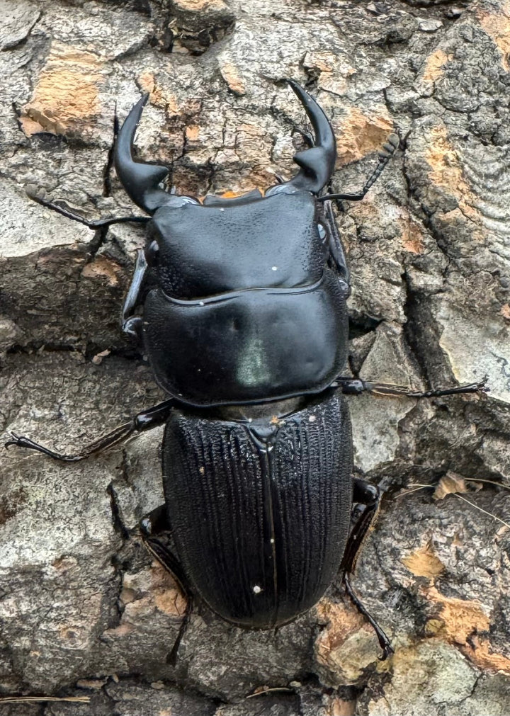 【WD】《ミンダナオパリーオオクワ  44mm ペア》