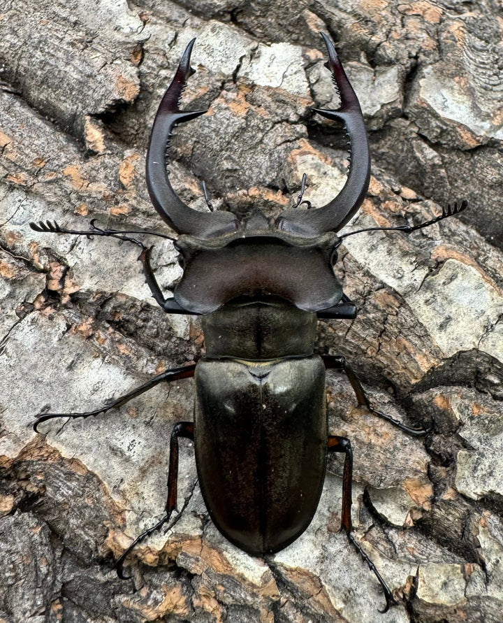 【WD】超大型《クラーツミヤマ原名亜種 66mm ペア》