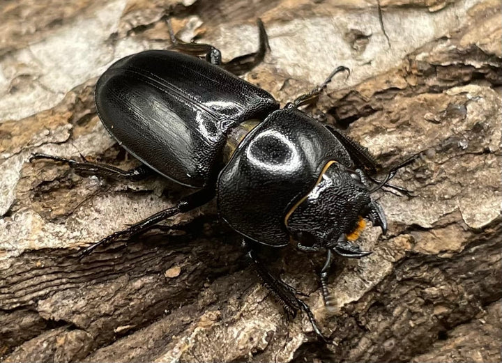 【WD】《グラキリスノコギリヒラタクワガタ  ♀単》※B品♂おまけ