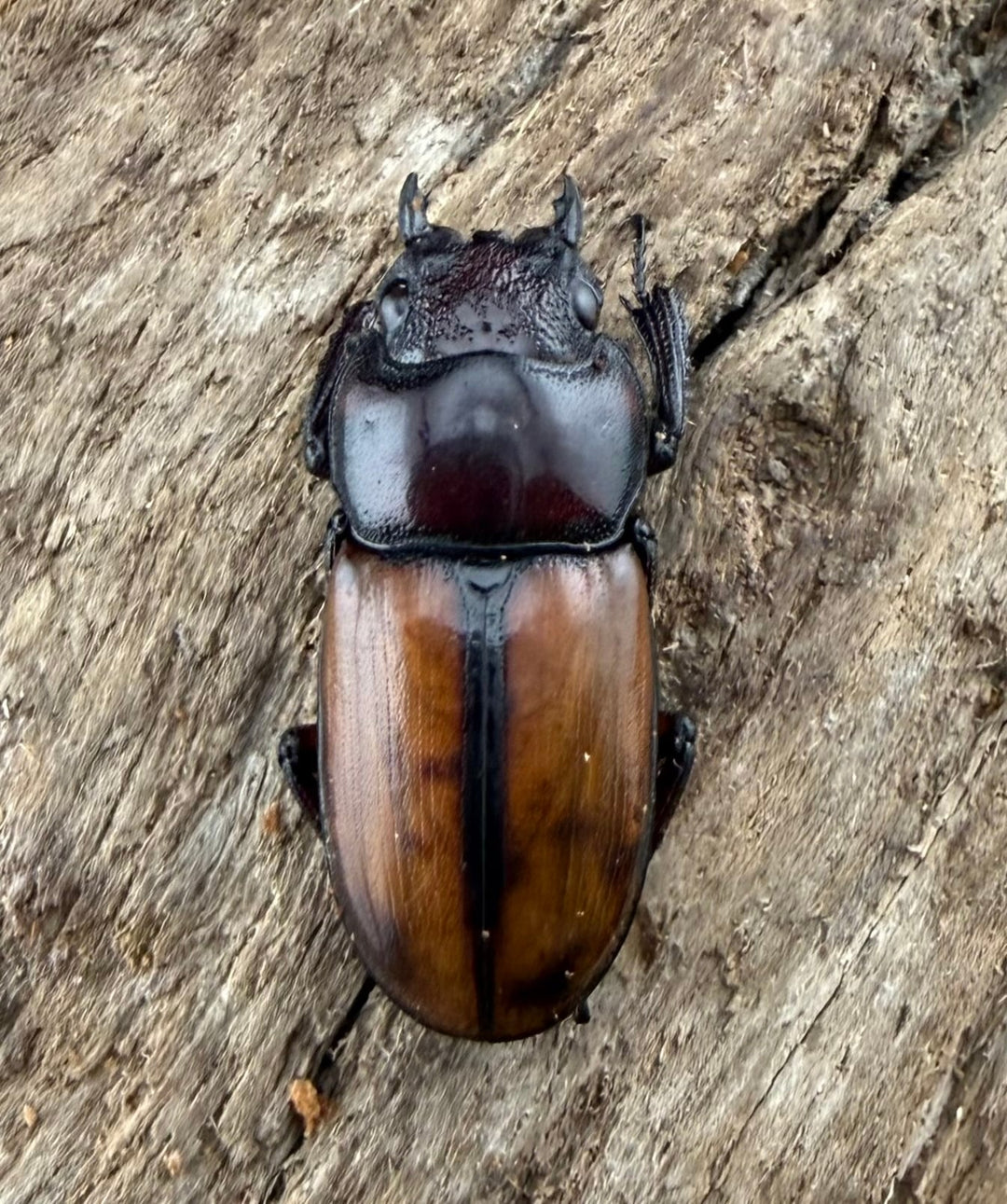 【WD】《ブルイジンノコギリ ペレン島産 40mm ペア》