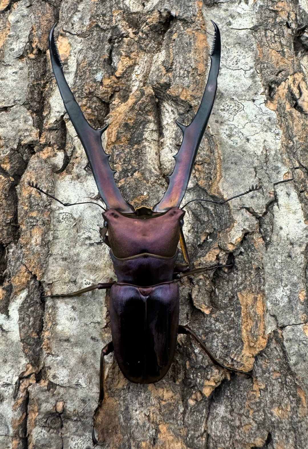 【美麗】《メタリフェルホソアカ 85mm ペア》セルヴォラン氏ブリード個体