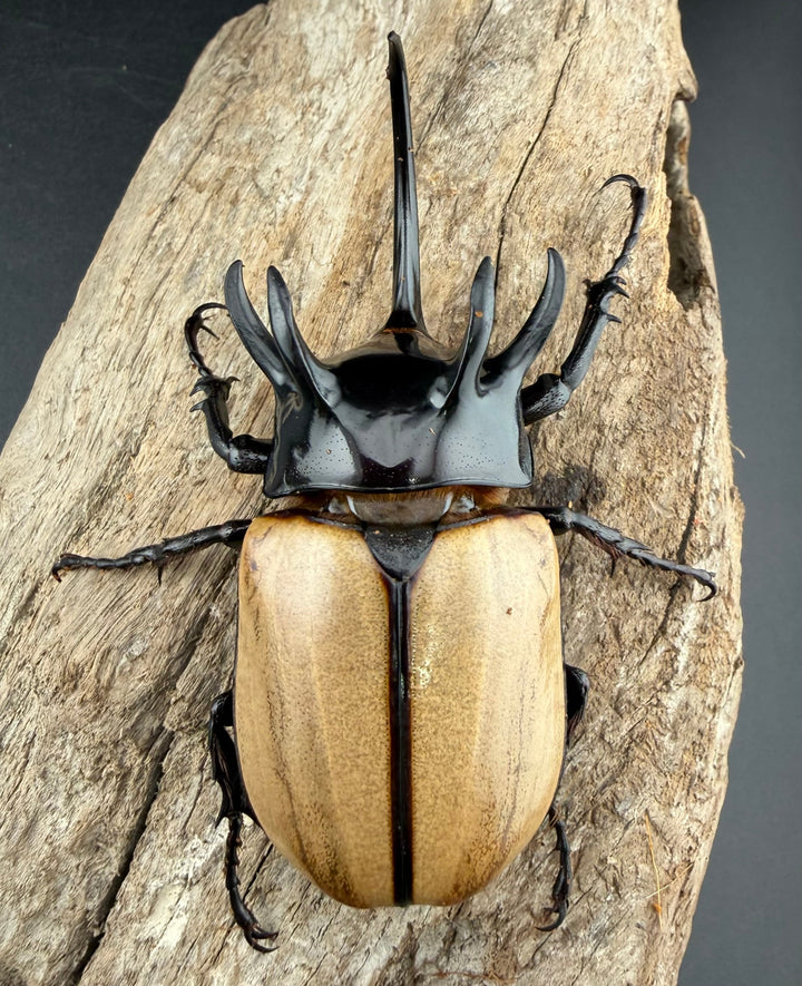 【WD】《ゴホンツノカブト原名亜種 タイ産 84mm ペア》