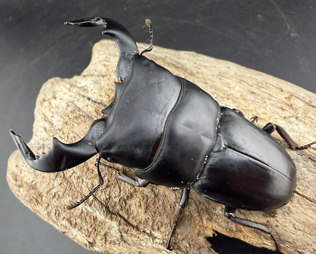 【WD】《ダイオウヒラタ 東ジャワ産 80.5mm ペア》