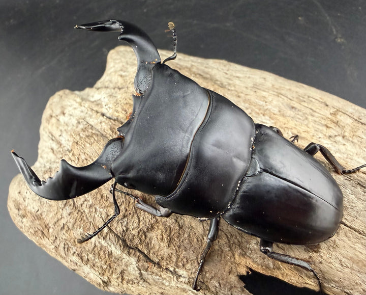 【WD】《ダイオウヒラタ 東ジャワ産 80.5mm ペア》