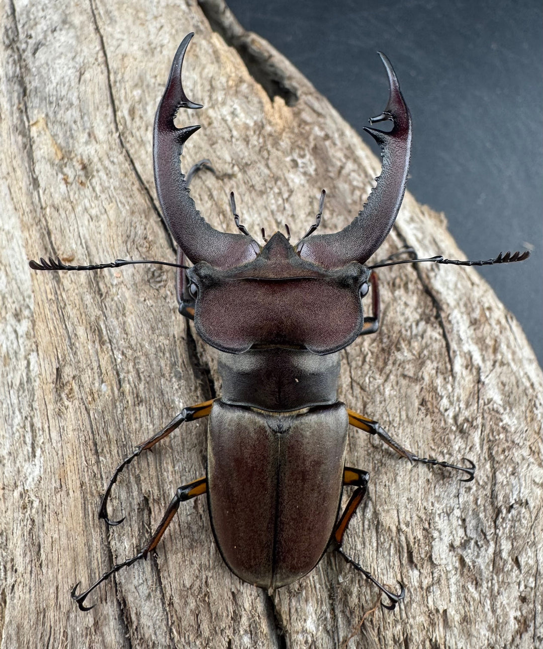 【WD】特大《フォントミヤマクワガタ 62.5mm ペア》