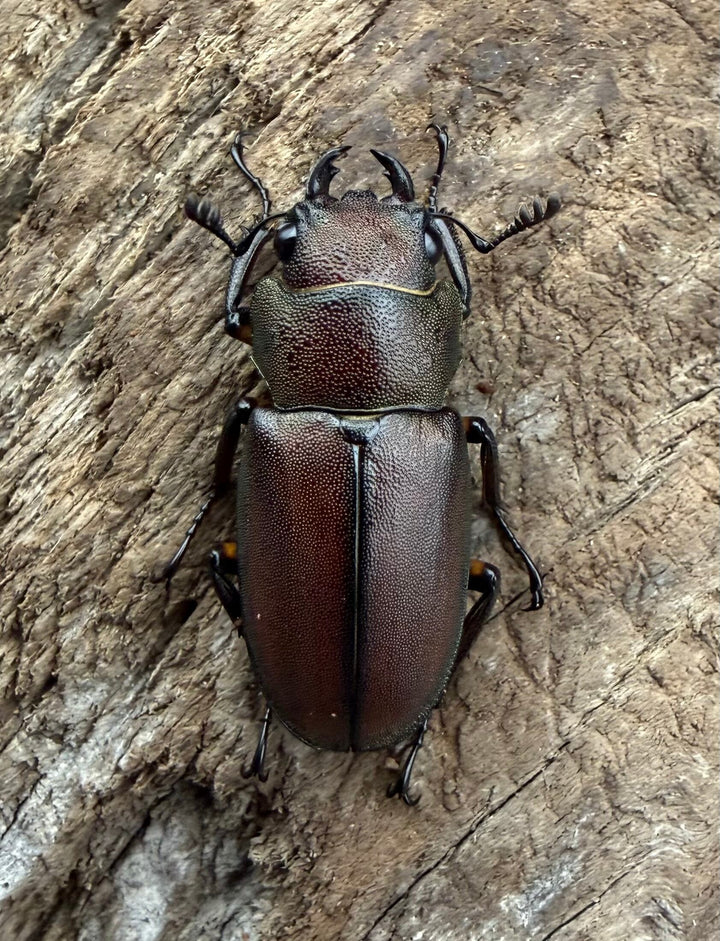 《メタリフェルホソアカ亜種サンギレンシス 25mm ♀単》
