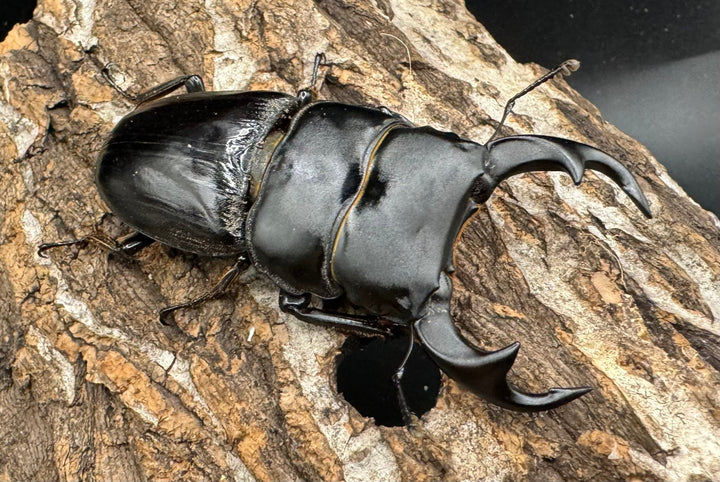 【WD】《ジャワパリーオオクワ 70mm ペア》