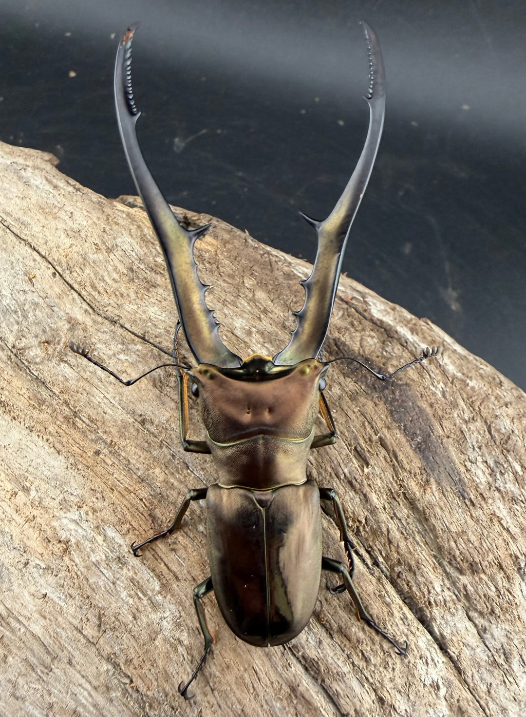 【WD】《メタリフェルホソアカ亜種finae 81.5mm ペア》