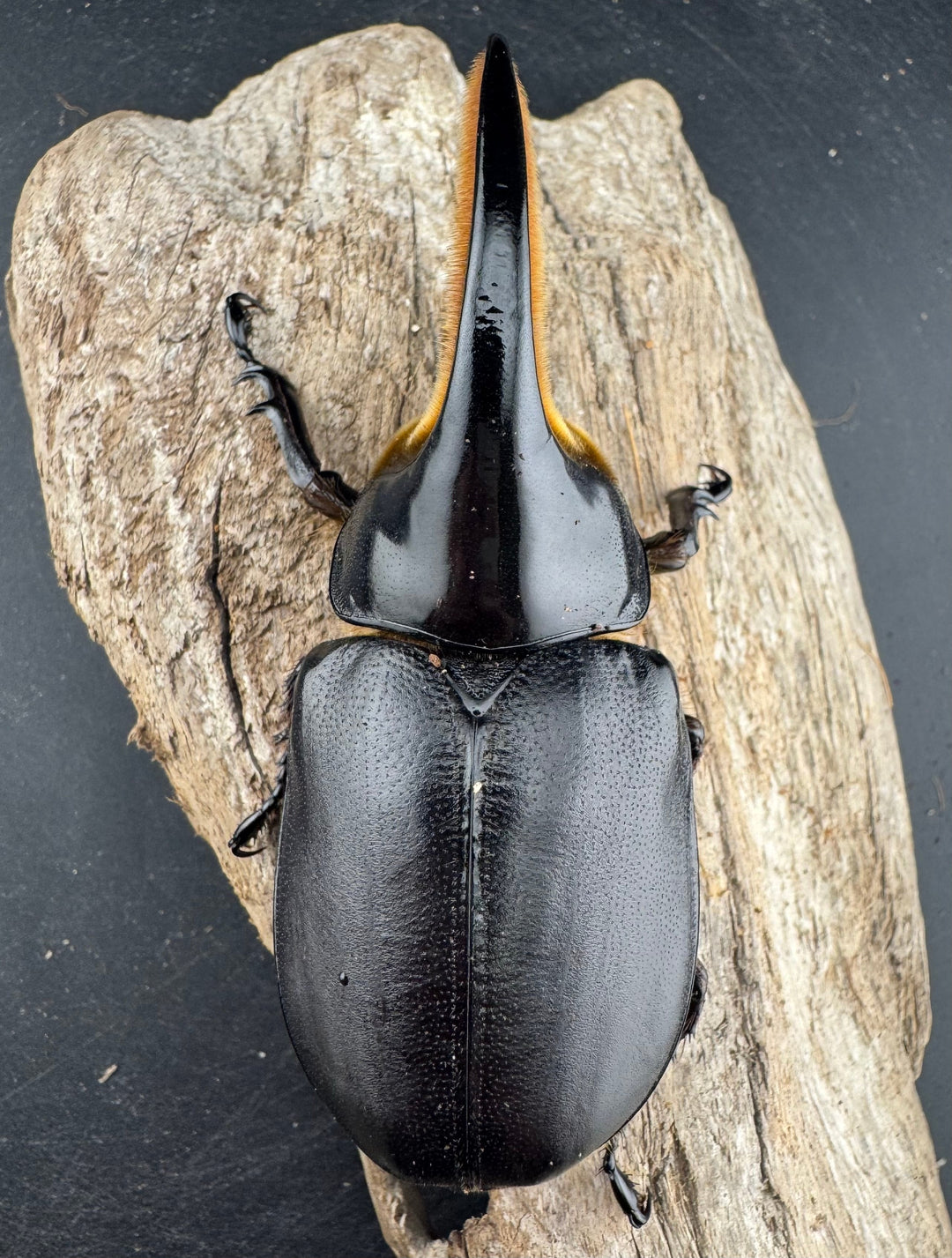 《サタンオオカブト 99mm ペア》inohiro109氏ブリード個体