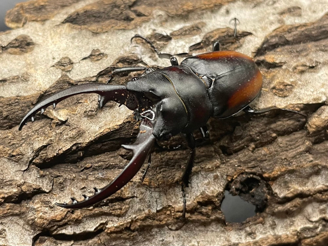 《レニノコギリ 紋あり 56mm ペア》①