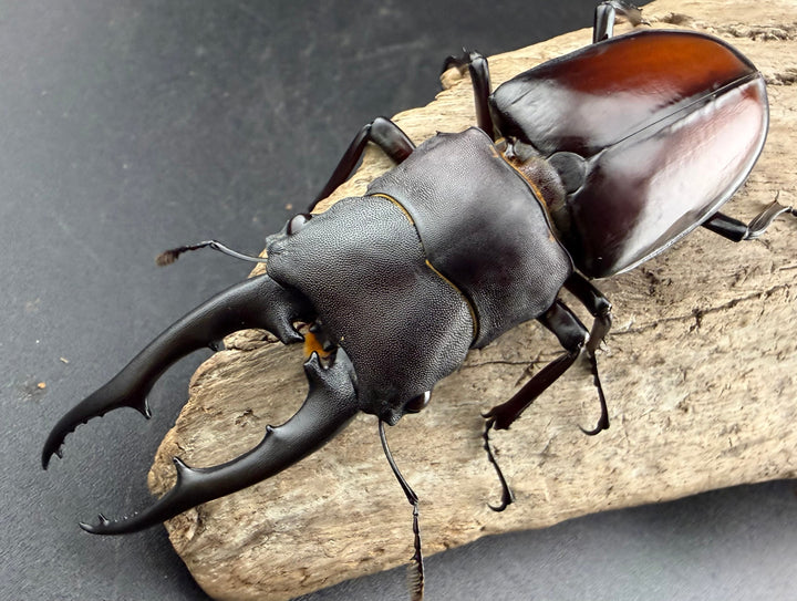 【WD】《ツカモトフタマタ 83mm ペア》