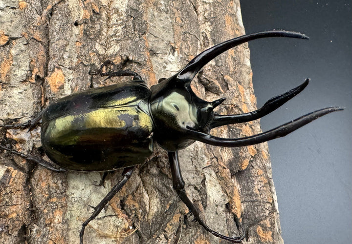 【WD】《ミンダナオアトラスオオカブト 92.5mm ペア》