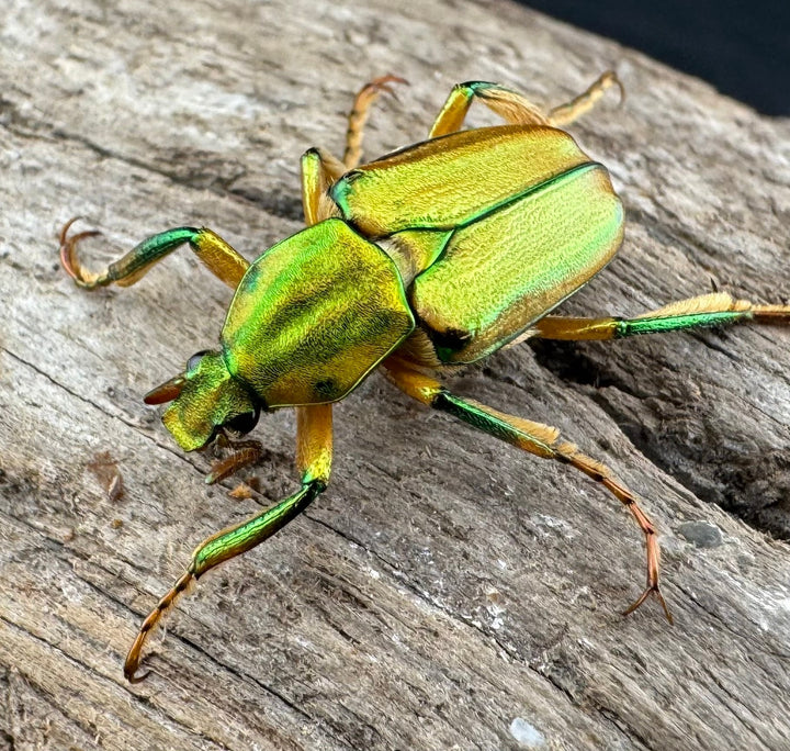 《ホソカブトハナムグリ ペア》②