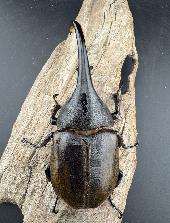 【WF11】《ヘラクレス・ブリュゼニ 117mm ♂♀♀トリオ（現トリニダーデンシス）》inohiro109氏ブリード個体