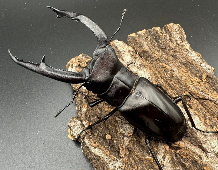 【WD】《マンディブラリスフタマタ 98mm ペア》